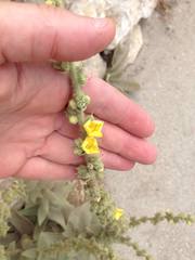 Verbascum sinaiticum