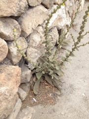 Verbascum sinaiticum