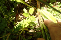 Haloragis erecta erecta