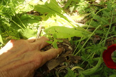 Haloragis erecta erecta