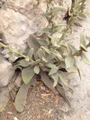 Verbascum sinaiticum