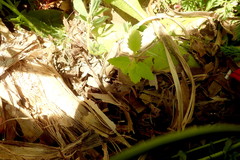 Haloragis erecta erecta