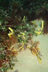 Botrylloides perspicuus