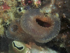 Ascidia ornata