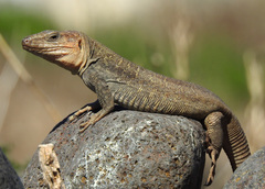 Gallotia stehlini