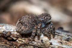 Maratus vespertilio