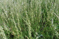 Artemisia latifolia