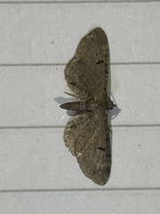 Eupithecia assimilata