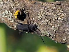 Ropalopus macropus