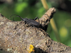 Ropalopus macropus