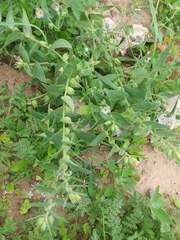 Nonea versicolor