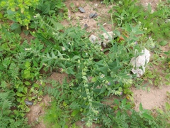 Nonea versicolor