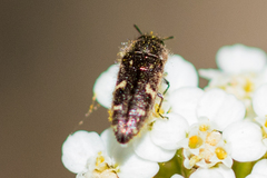 Acmaeodera retifera