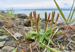 Plantago camtschatica