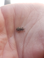 Chalepistes compressus