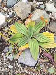 Plantago camtschatica