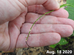 Persicaria filiformis