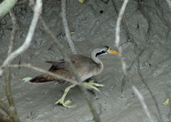 Masked Finfoot photo 2