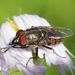 Locust Blowfly - Photo (c) Michael Knapp, some rights reserved (CC BY), uploaded by Michael Knapp
