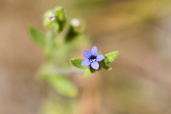 Allophyllum gilioides violaceum