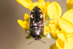 Acmaeodera