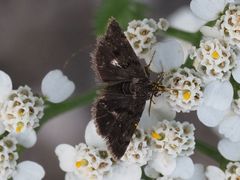 Heliothela wulfeniana
