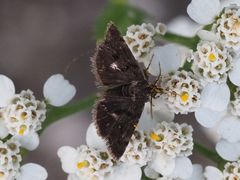 Heliothela wulfeniana