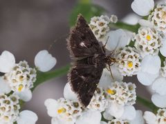 Heliothela wulfeniana