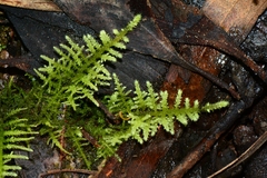 Thuidiopsis