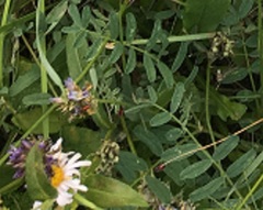 Lopidea nigridia serica