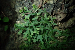 Selaginella boninensis