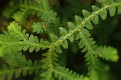 Selaginella boninensis