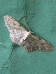 Idaea camparia