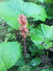 Orobanche flava