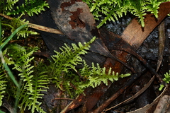 Thuidiopsis