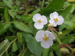 Sagittaria