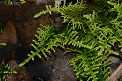 Thuidiopsis