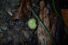 Hernandia nymphaeifolia