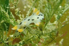 Thecacera