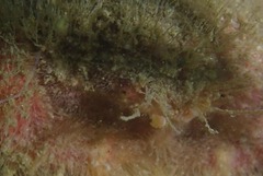 Dromidia hirsutissima