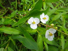 Sagittaria