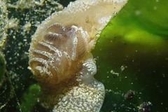 Pleurobranchaea tarda