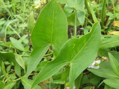 Sagittaria