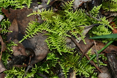 Thuidiopsis