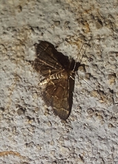 Steniini