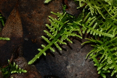 Thuidiopsis