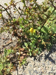 Hypericum perforatum