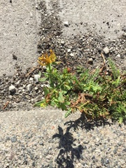 Hypericum perforatum