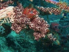 Botryllus