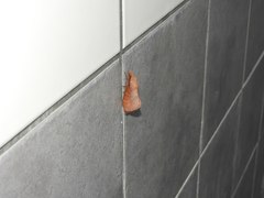 Dendrolimus punctata